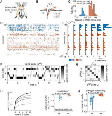 Latent dynamics of primary sensory cortical population activity structured by fluctuations in the local field potential